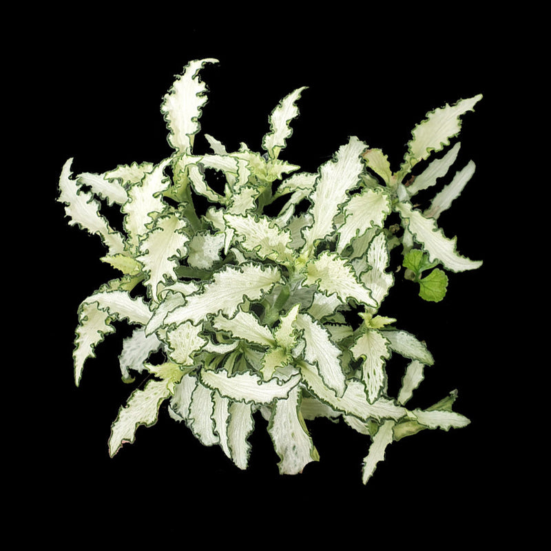 Buy Fittonia Online Australia | Collectors Online
