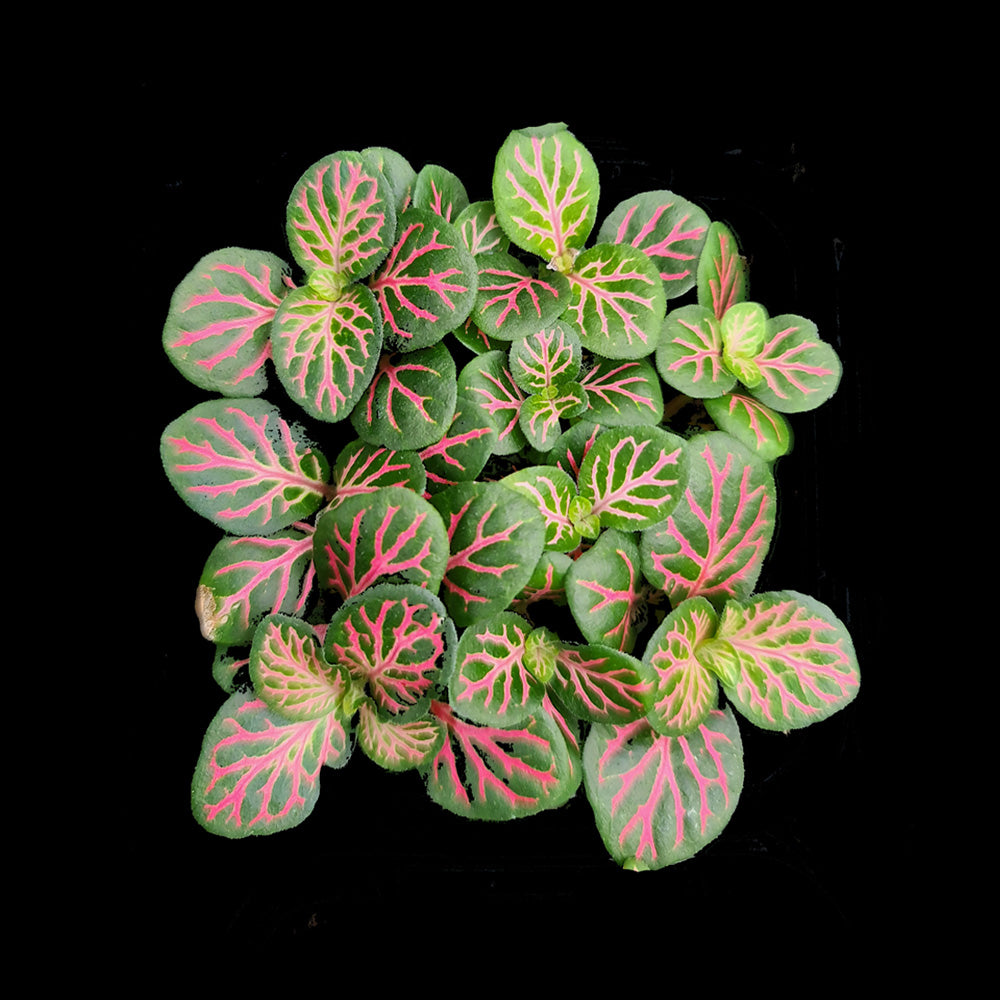 Fittonia 'Pink Forest Flame' - The Tree of Life Nerve Plant ...