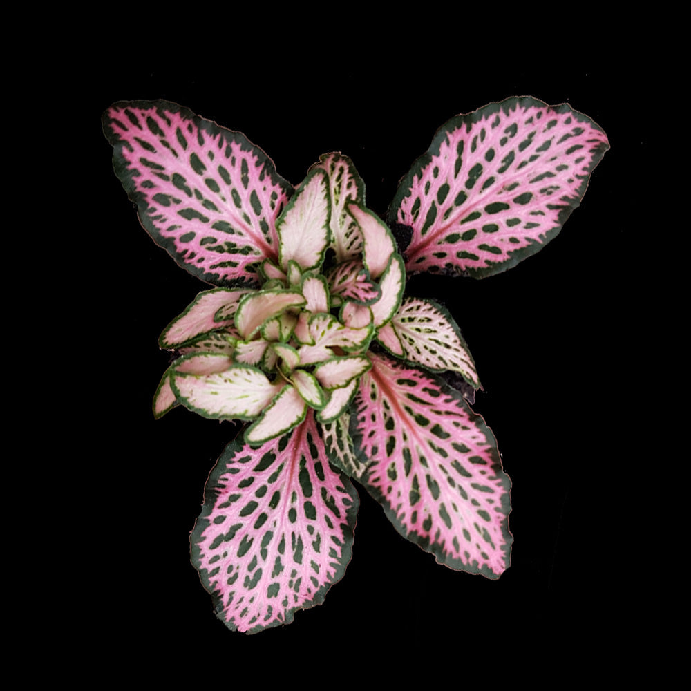 Fittonia 'Pink Star'