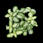 Fittonia 'Snow' - Banjo's Nerve Plant