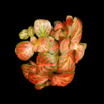 Fittonia 'Sunshine No. 8' - The Crimson-Veined Nerve Plant