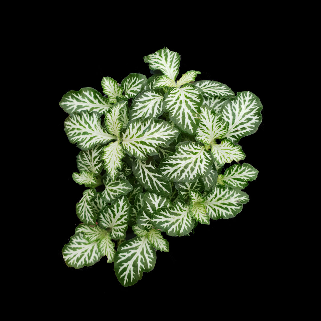 Fittonia 'Tiger'