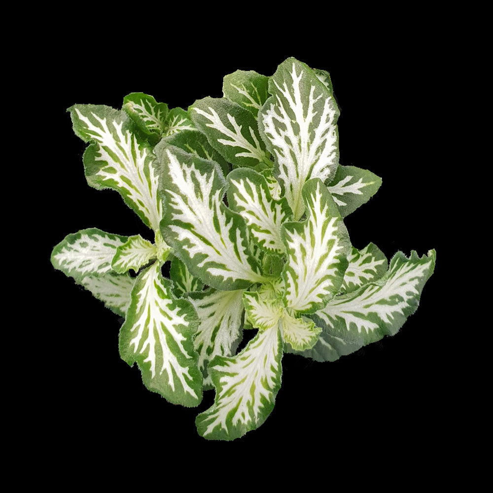 Fittonia 'White Tabby'