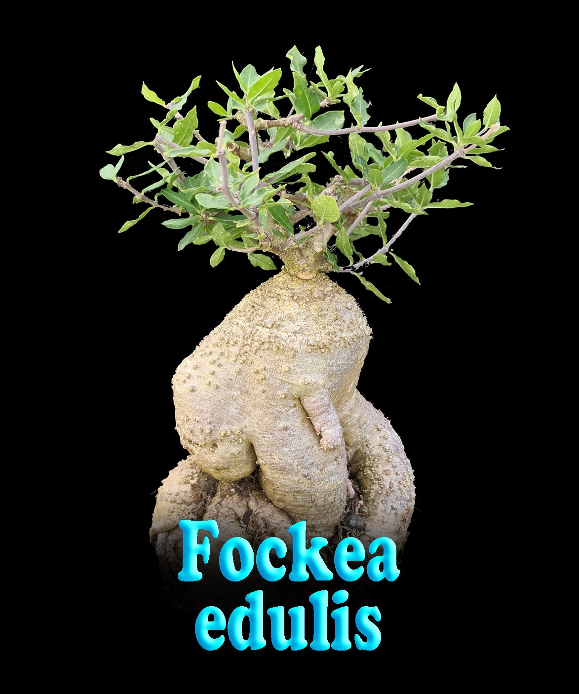 Fockea edulis