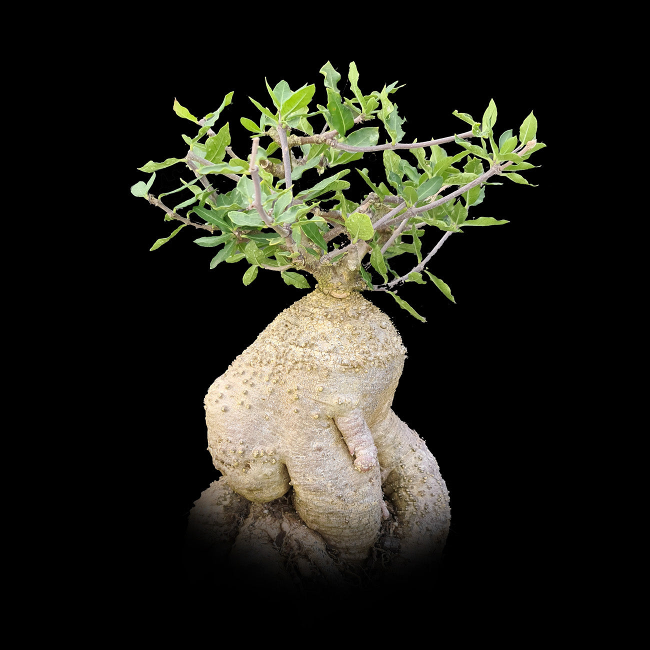 Fockea edulis – Caudiciform Succulent with Twisting Vines