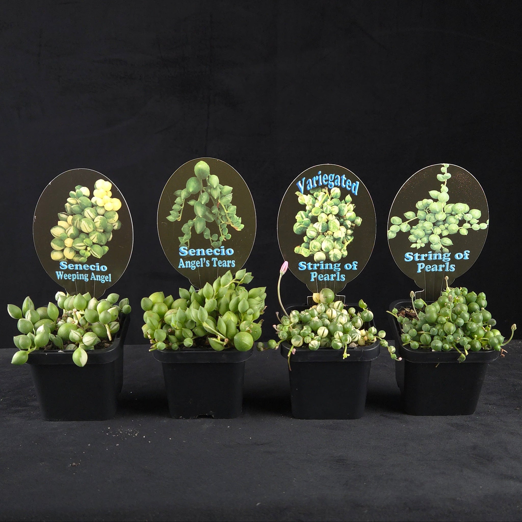 String of Pearls Four Pack