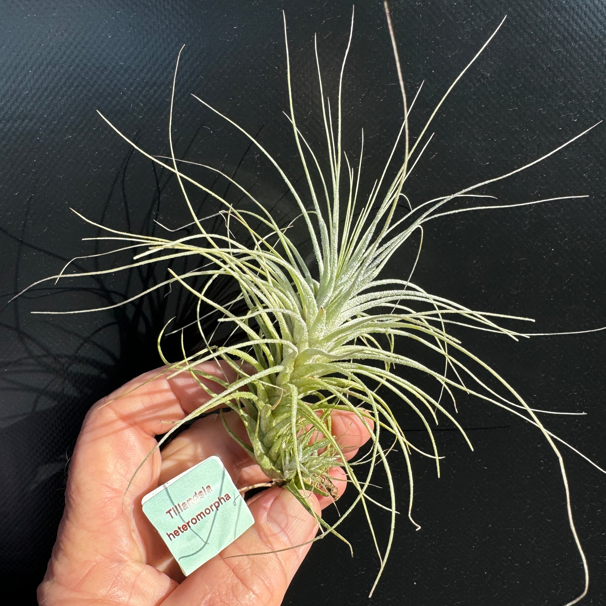 Tillandsia heteromorpha