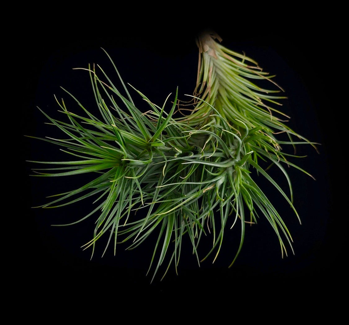 Tillandsia 'Mystic Albert' (albertiana x stricta)