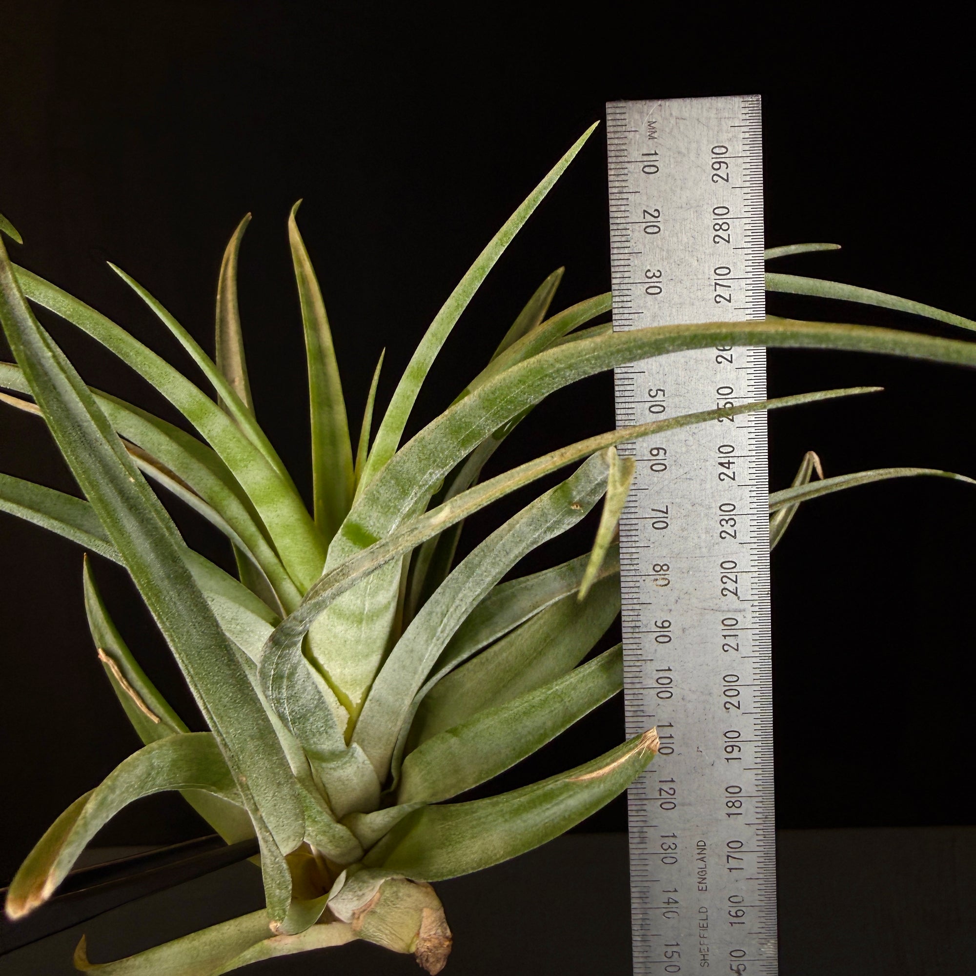vivipara air plant Tillandsia flexuosa (Viviparous Form) – Collectors Online
