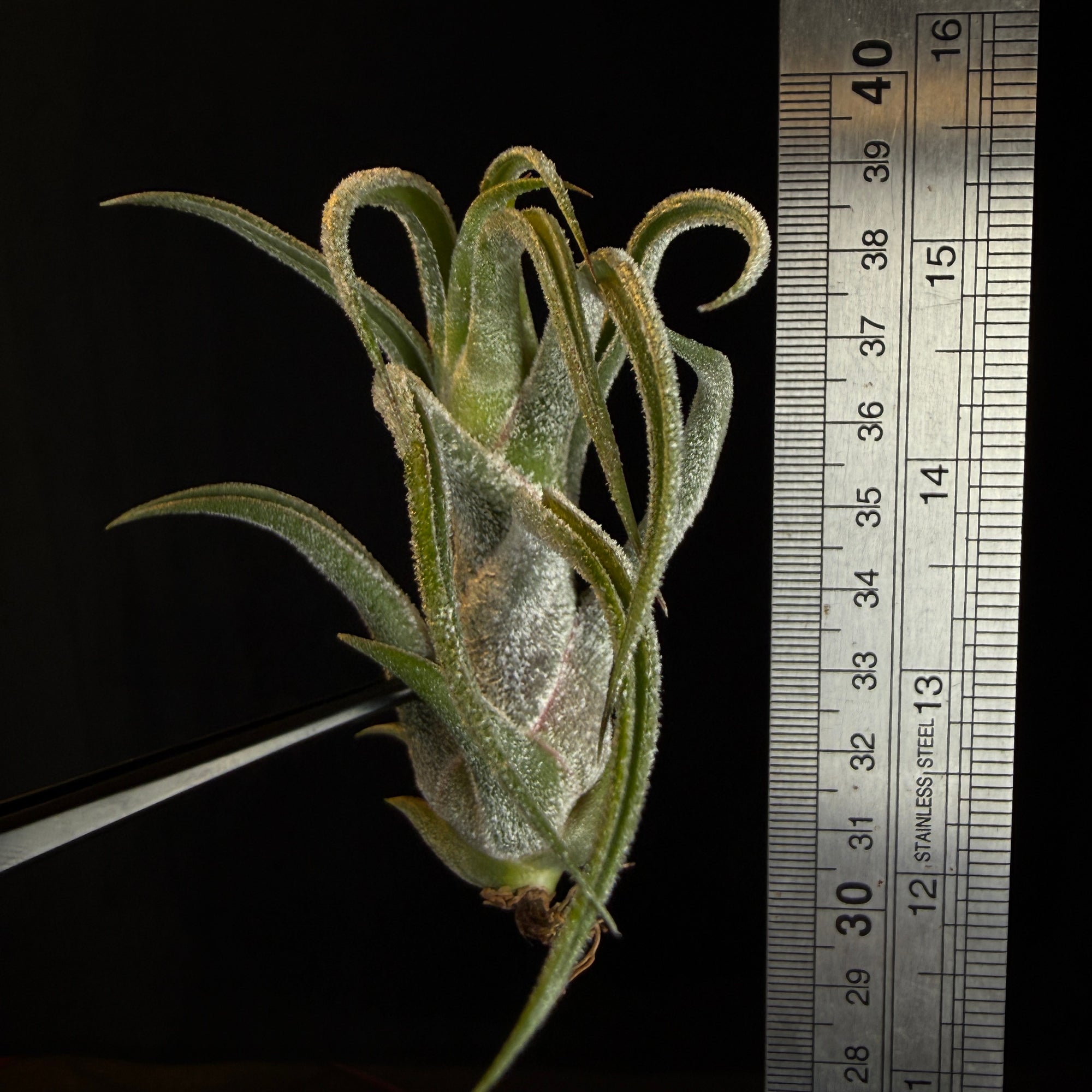 Tillandsia pruinosa