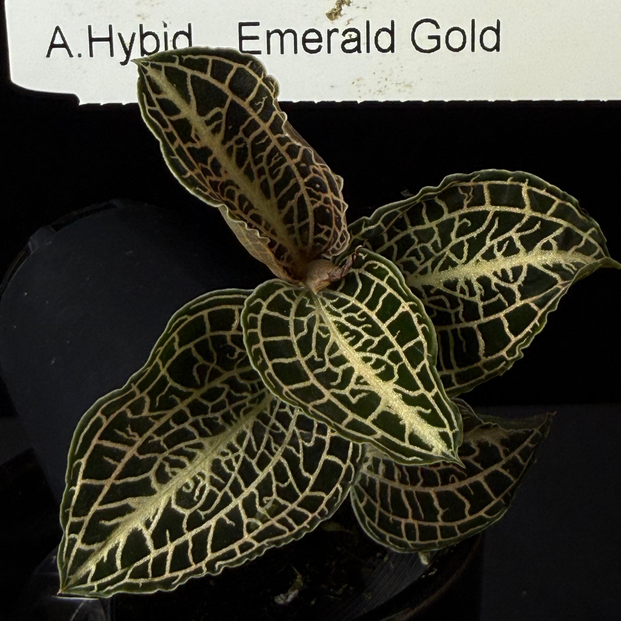 Anoectochilus hybrid 'Emerald Gold'