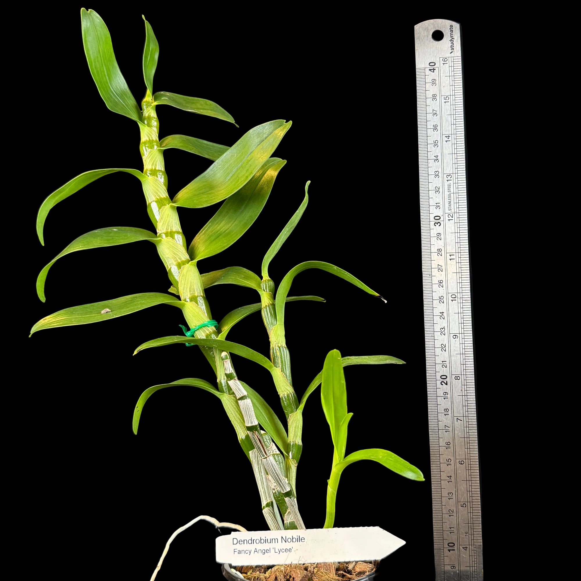 Dendrobium Softcane Fancy Angel ‘Lychee’