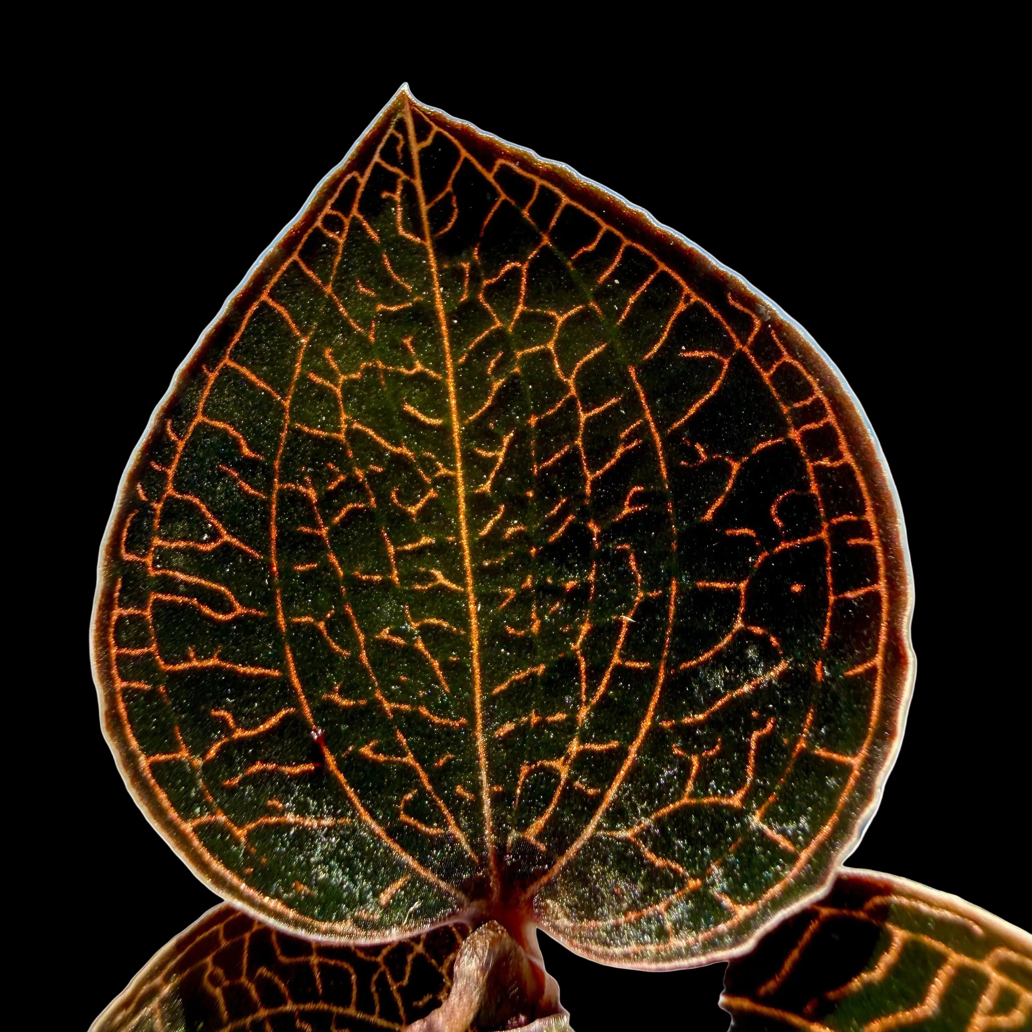 Anoectochilus 'Red Clouds'