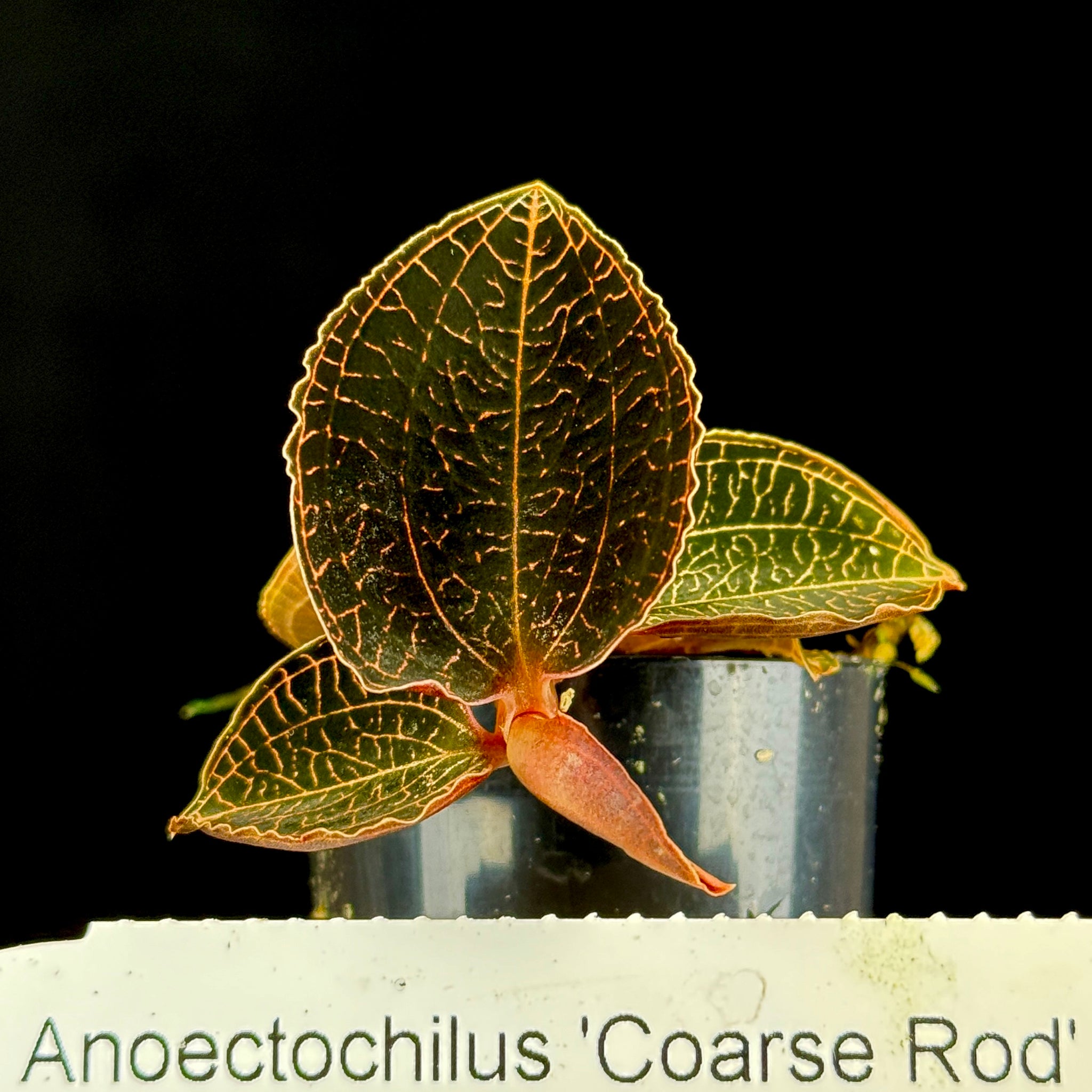 Anoectochilus 'Coarse Rod'