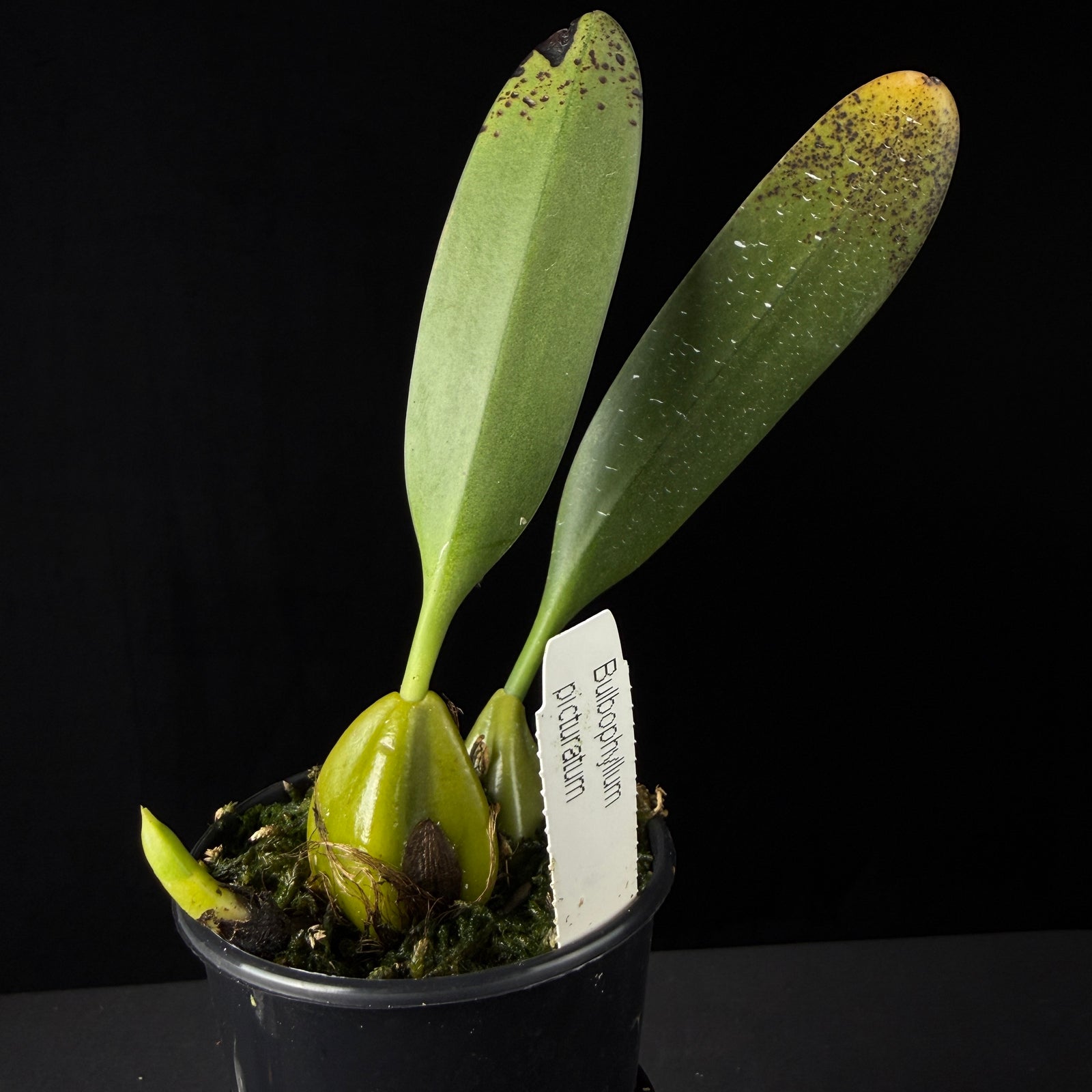 Bulbophyllum picturatum