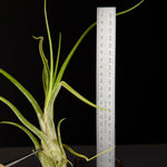 Tillandsia caput-medusae - The Medusa's Head Air Plant