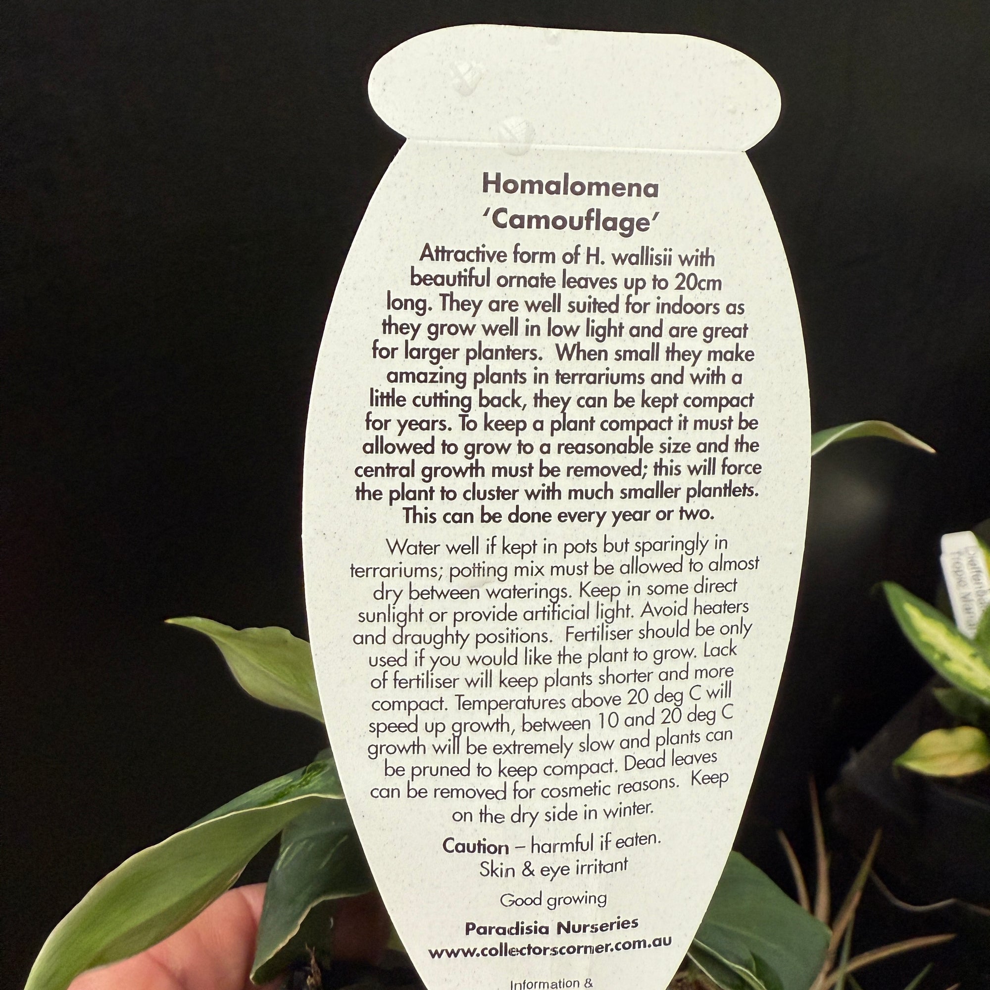 Homalomena 'Camouflage' (WA Prohibited)