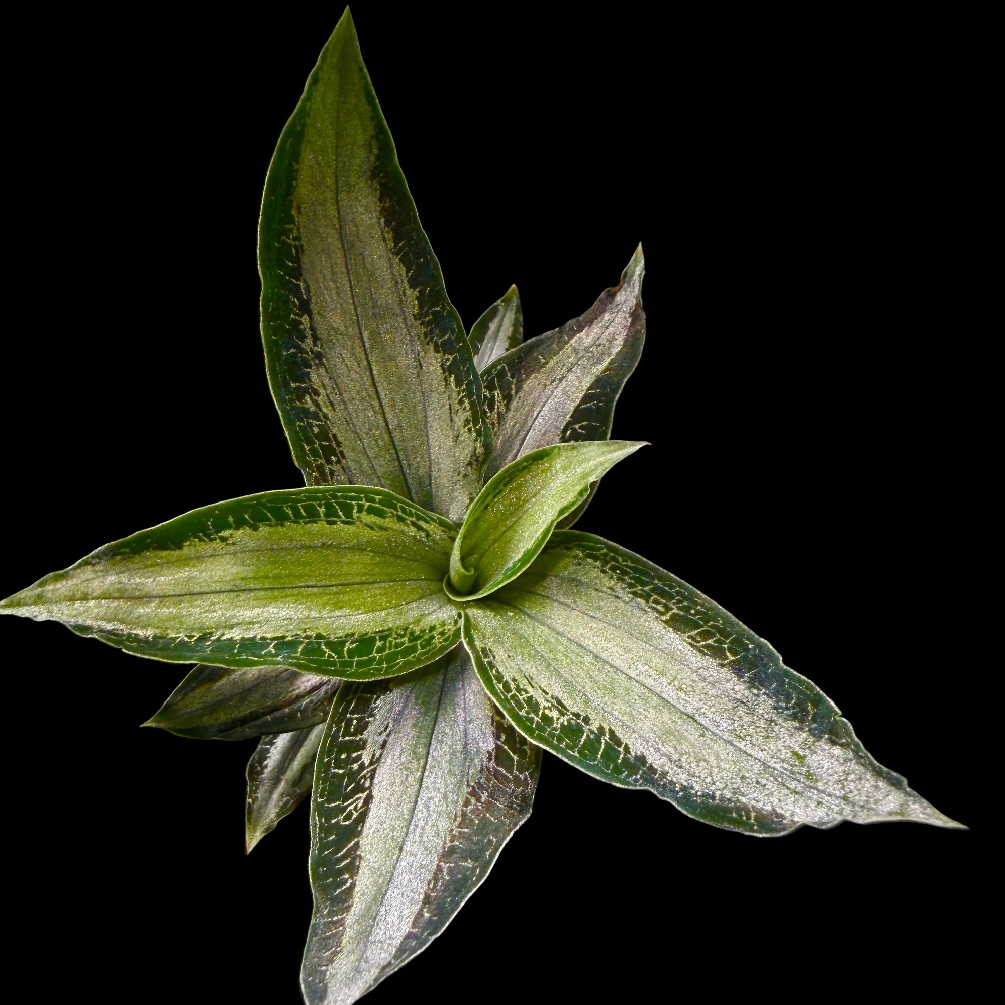 Microchilus argenteus (syn. Aspidogyne argentea) (WA Prohibited)