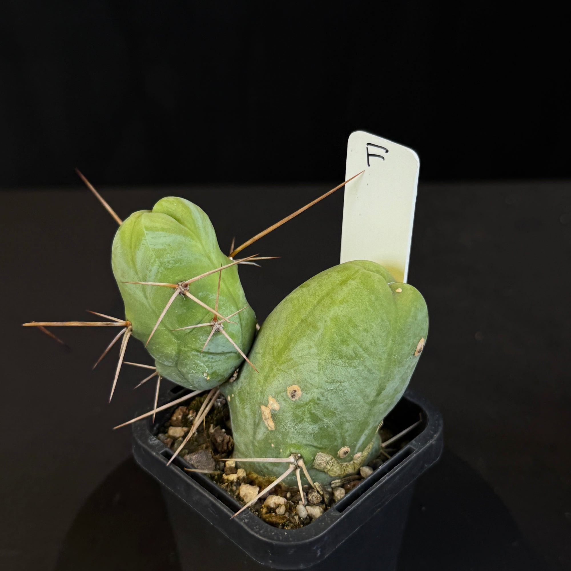 Trichocereus bridgesii f. monstrosa (Syn. Echinopsis lageniformis)