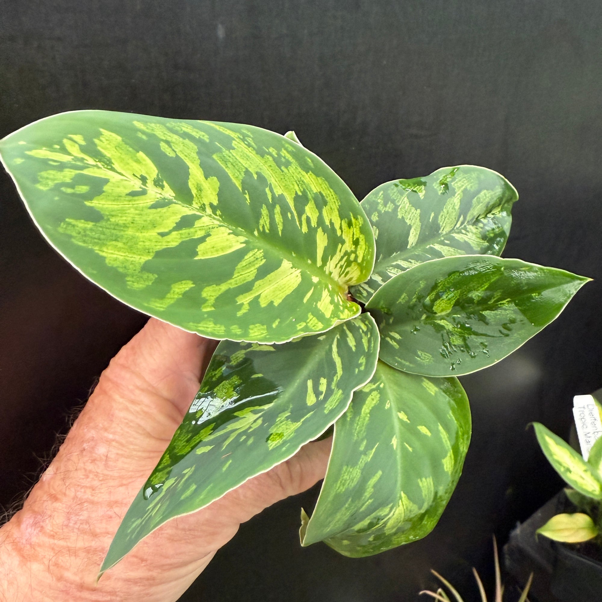 Homalomena 'Camouflage' (WA Prohibited)