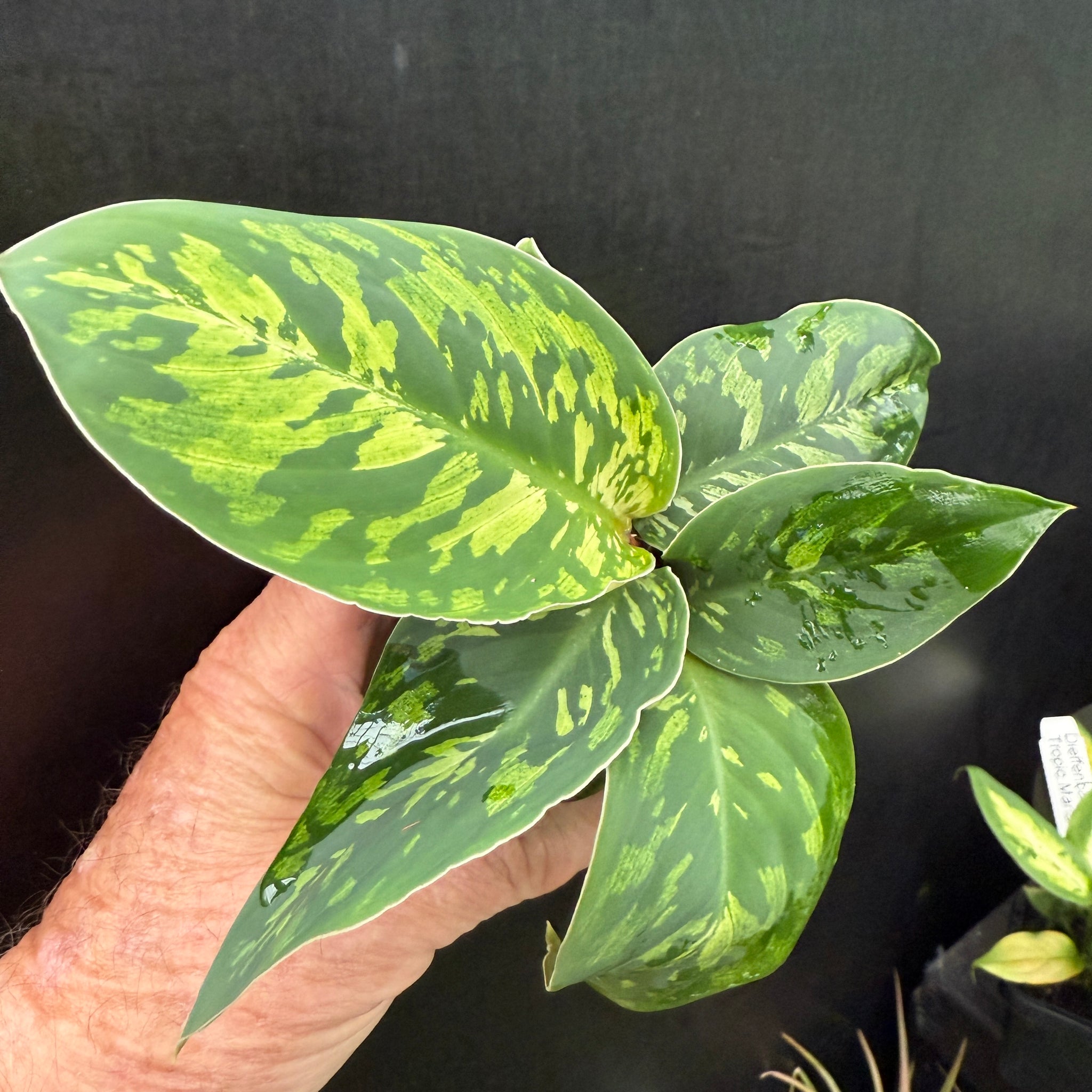 Homalomena 'Camouflage' (WA Prohibited)