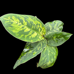 Homalomena 'Camouflage' (WA Prohibited)