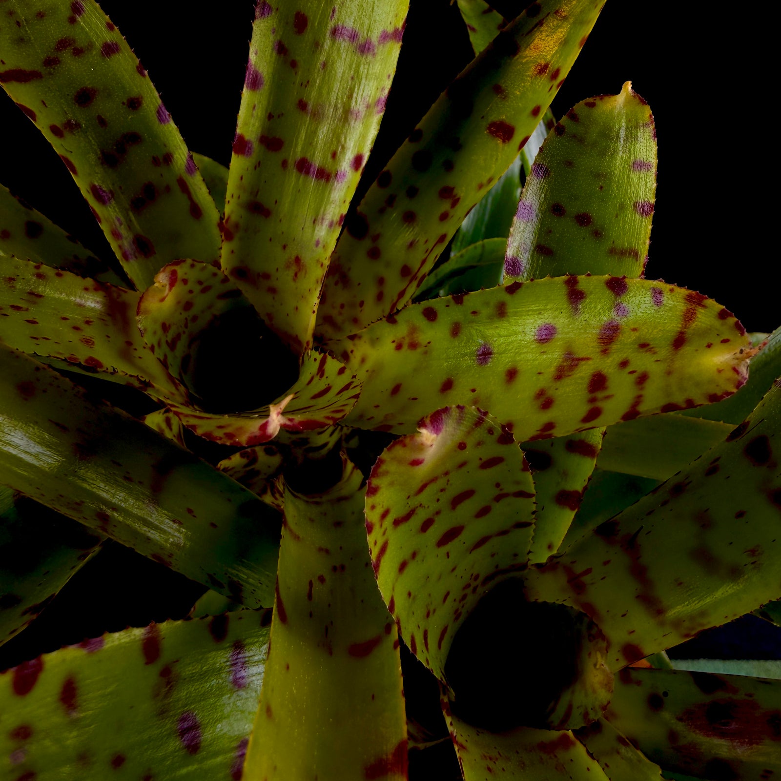 Neoregelia Tiny Tot ‘Green Red Spotted’ Mini Hybrid Bromeliad