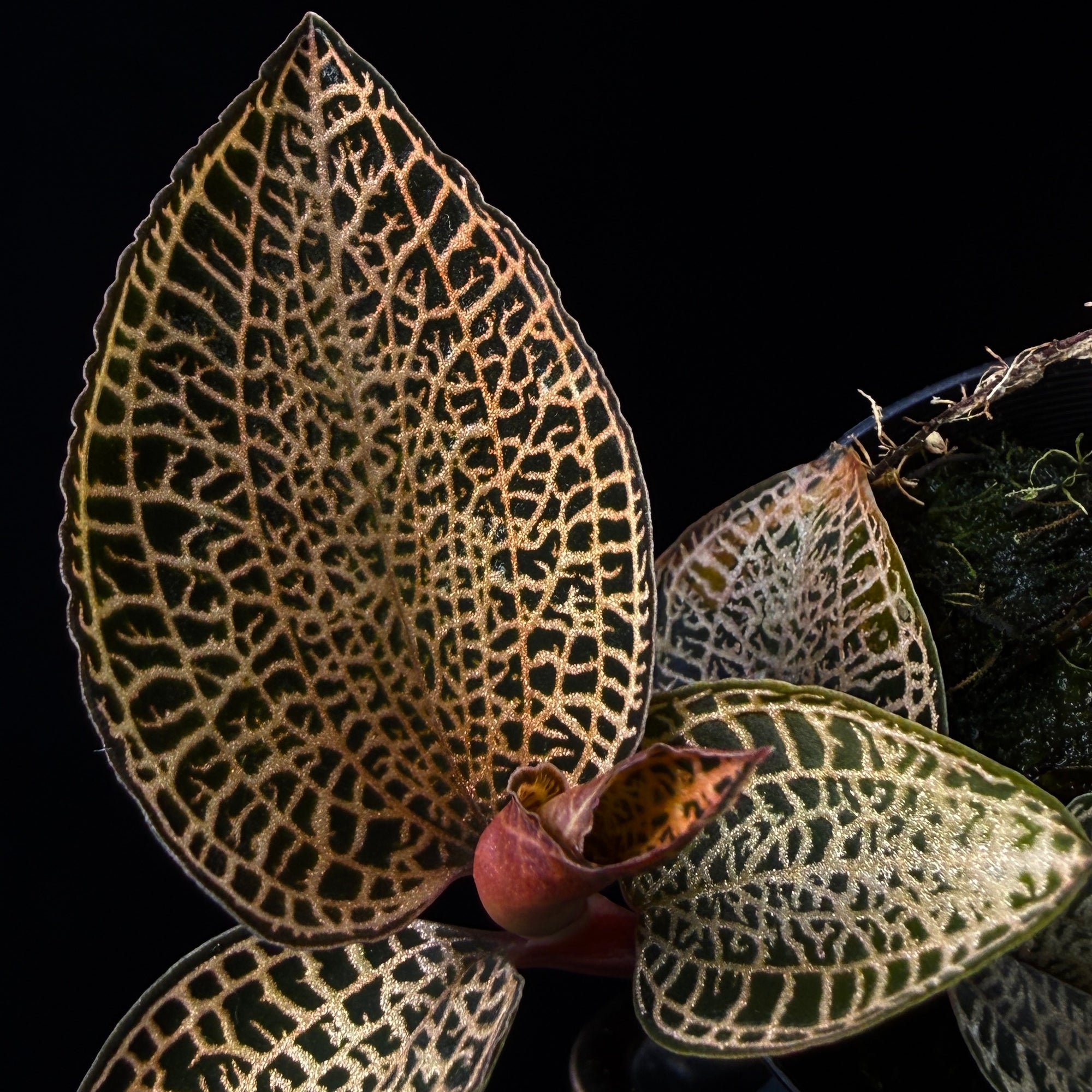 Anoectochilus roxburghii 'Gold Bar'