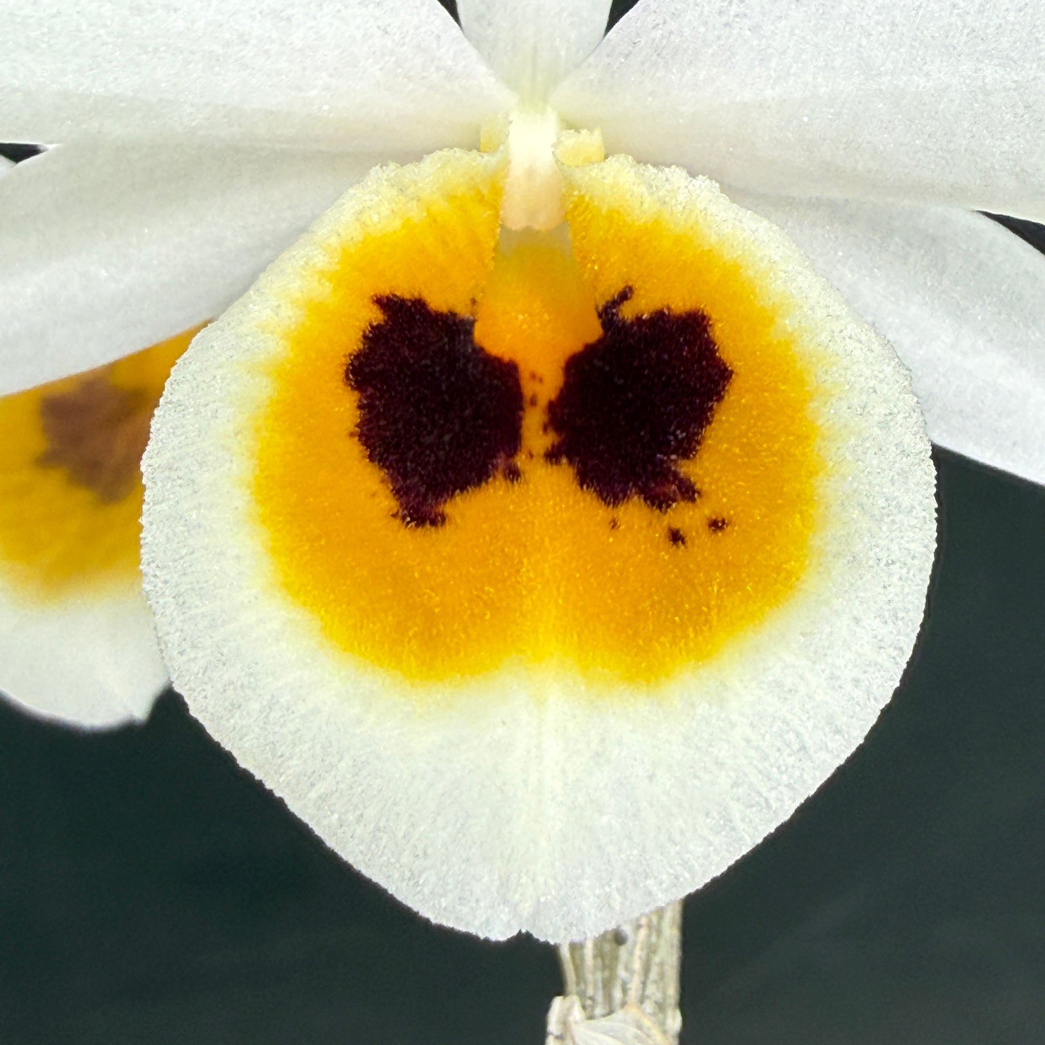 Dendrobium bensoniae