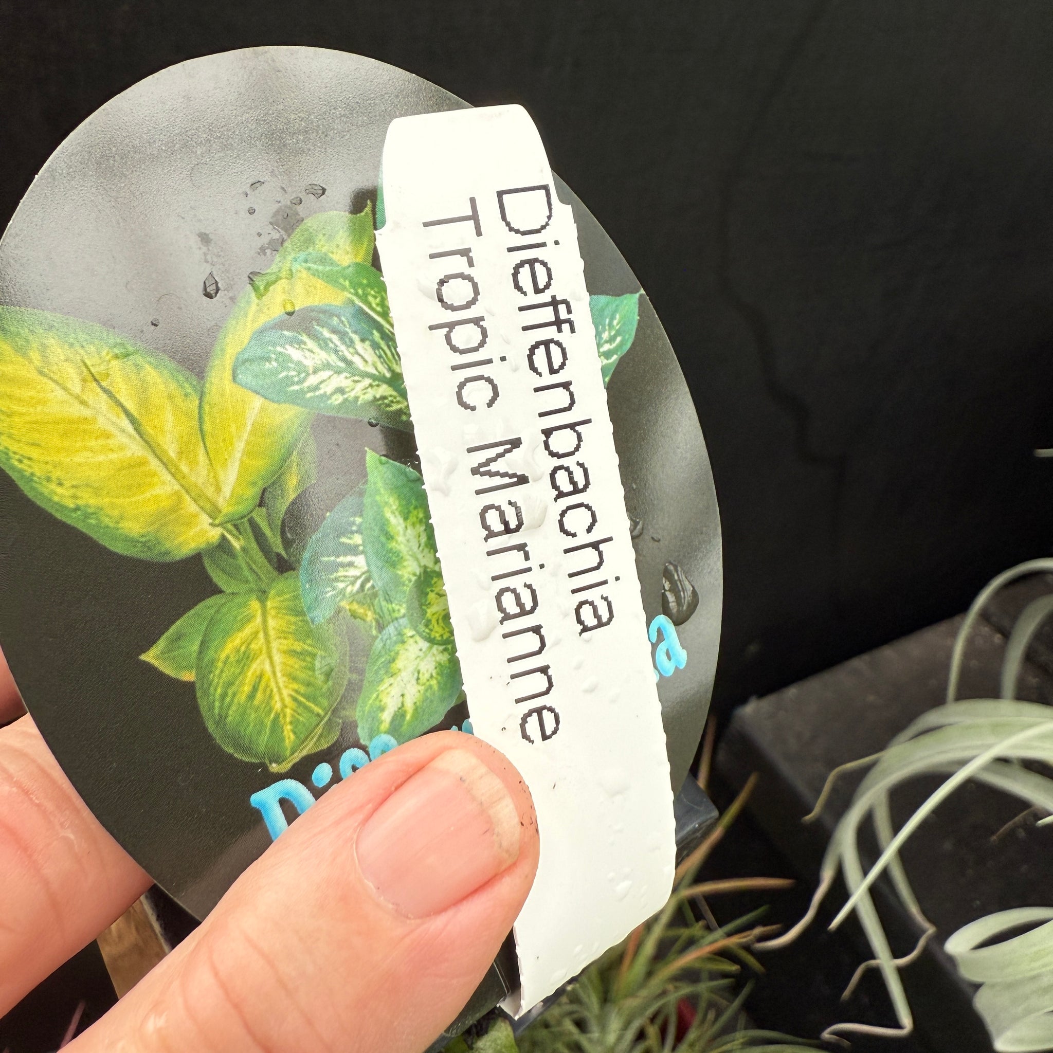 Dieffenbachia seguine 'Tropic Marianne'