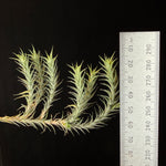 Tillandsia tricholepis