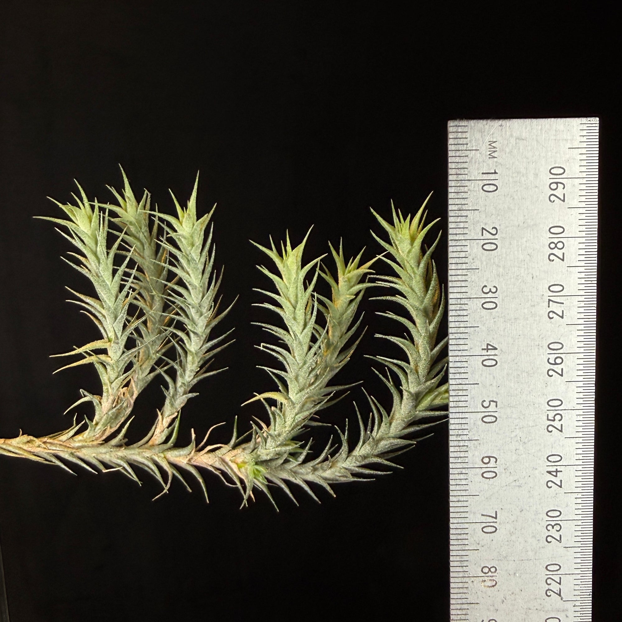 Tillandsia tricholepis