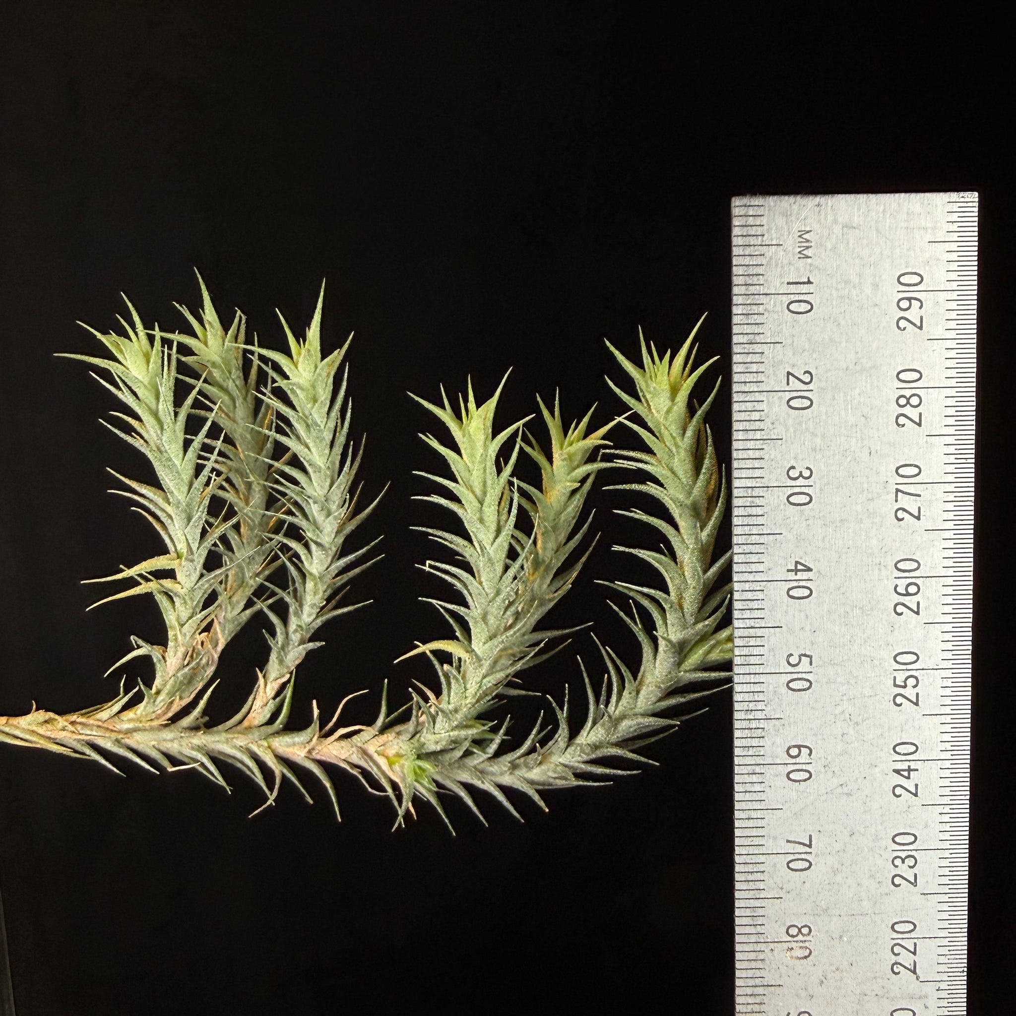 Tillandsia tricholepis