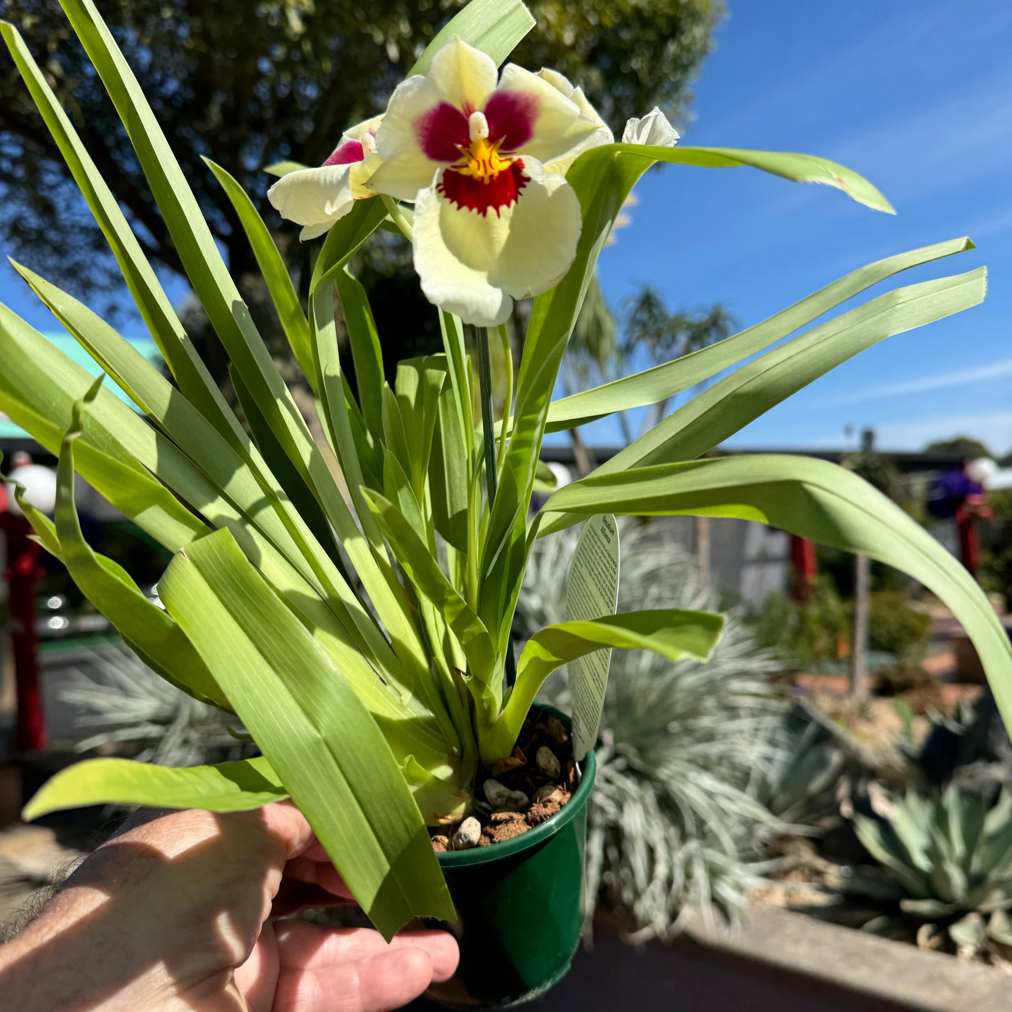 Miltoniopsis Zorro Yellow 100