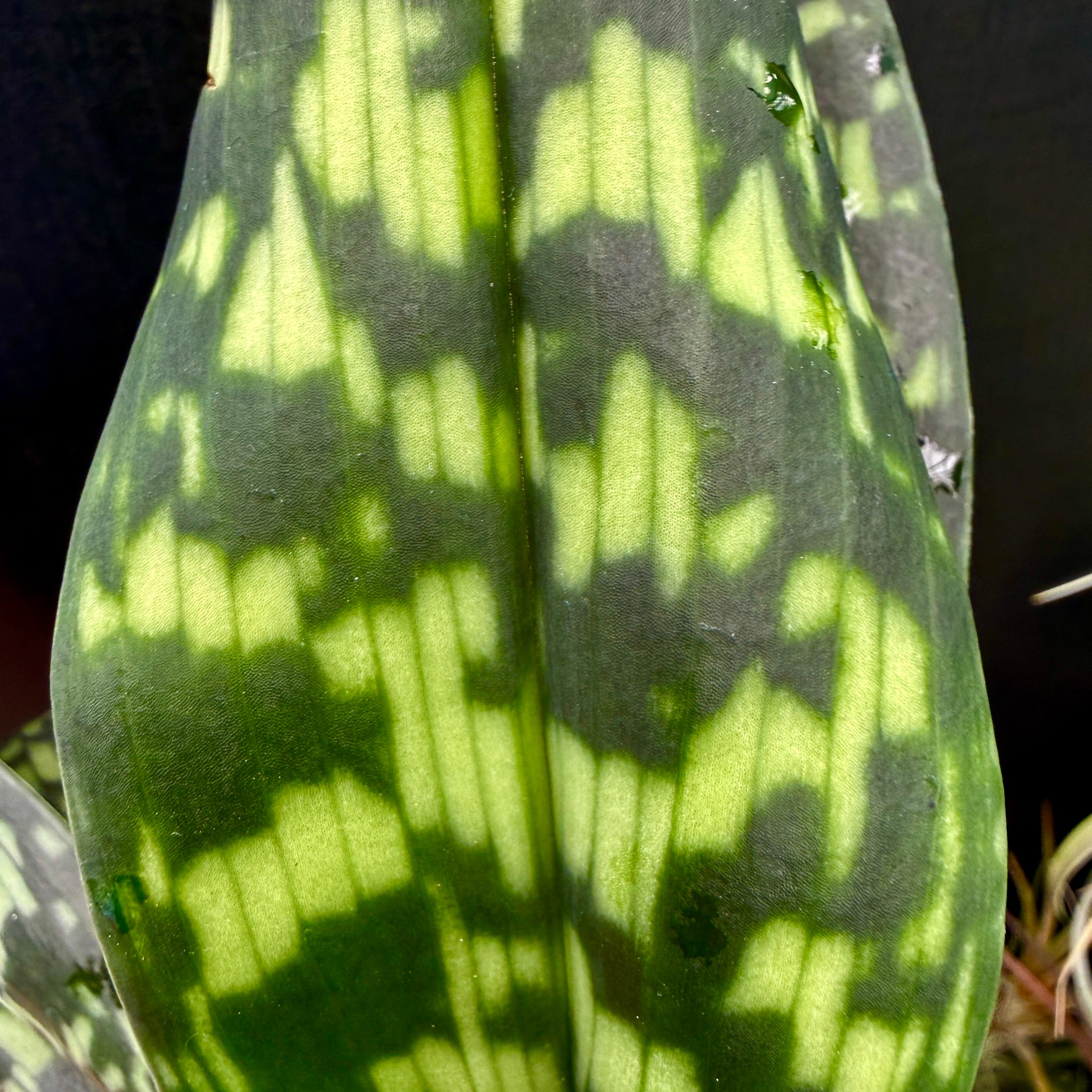 Paphiopedilum Hsinying Citron 'Account'