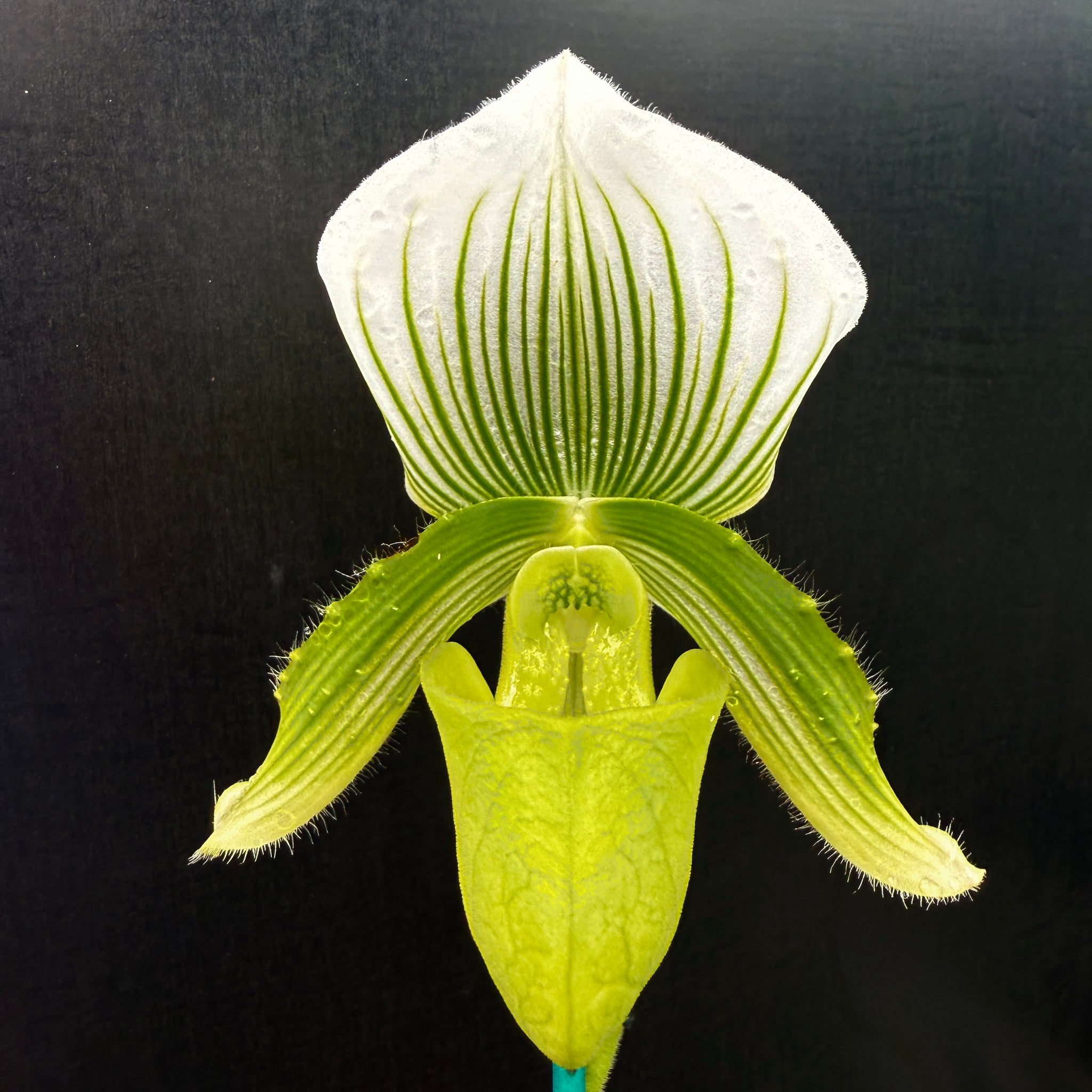 Paphiopedilum Hsinying Citron 'Account'
