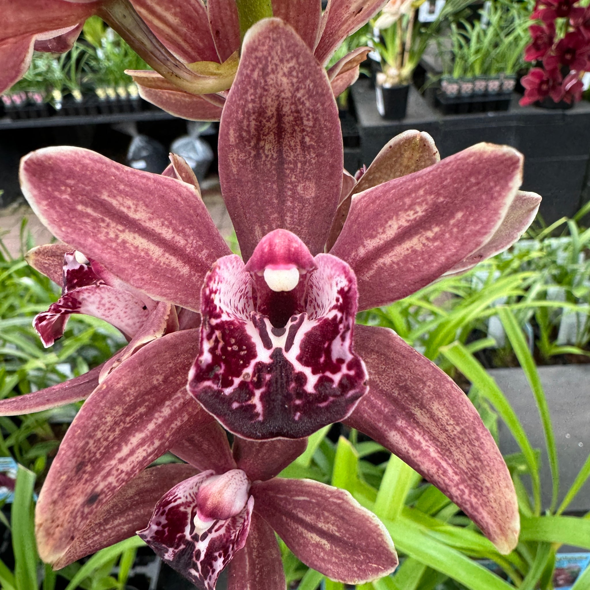 Cymbidium Paradisian Ochre 'Chocolada'