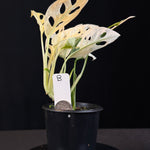 Monstera adansonii Variegated  (One Only)