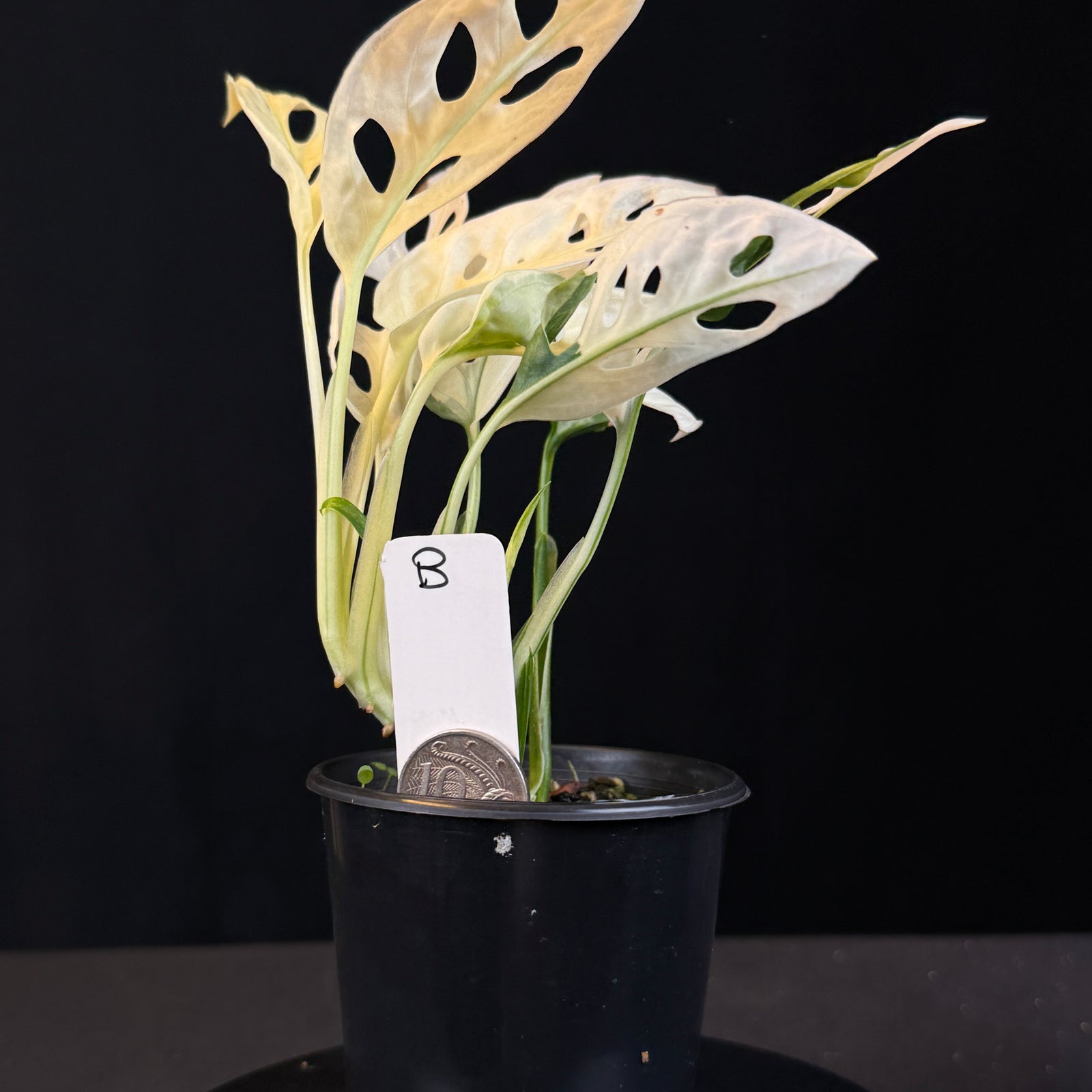 Monstera adansonii Variegated  (One Only)