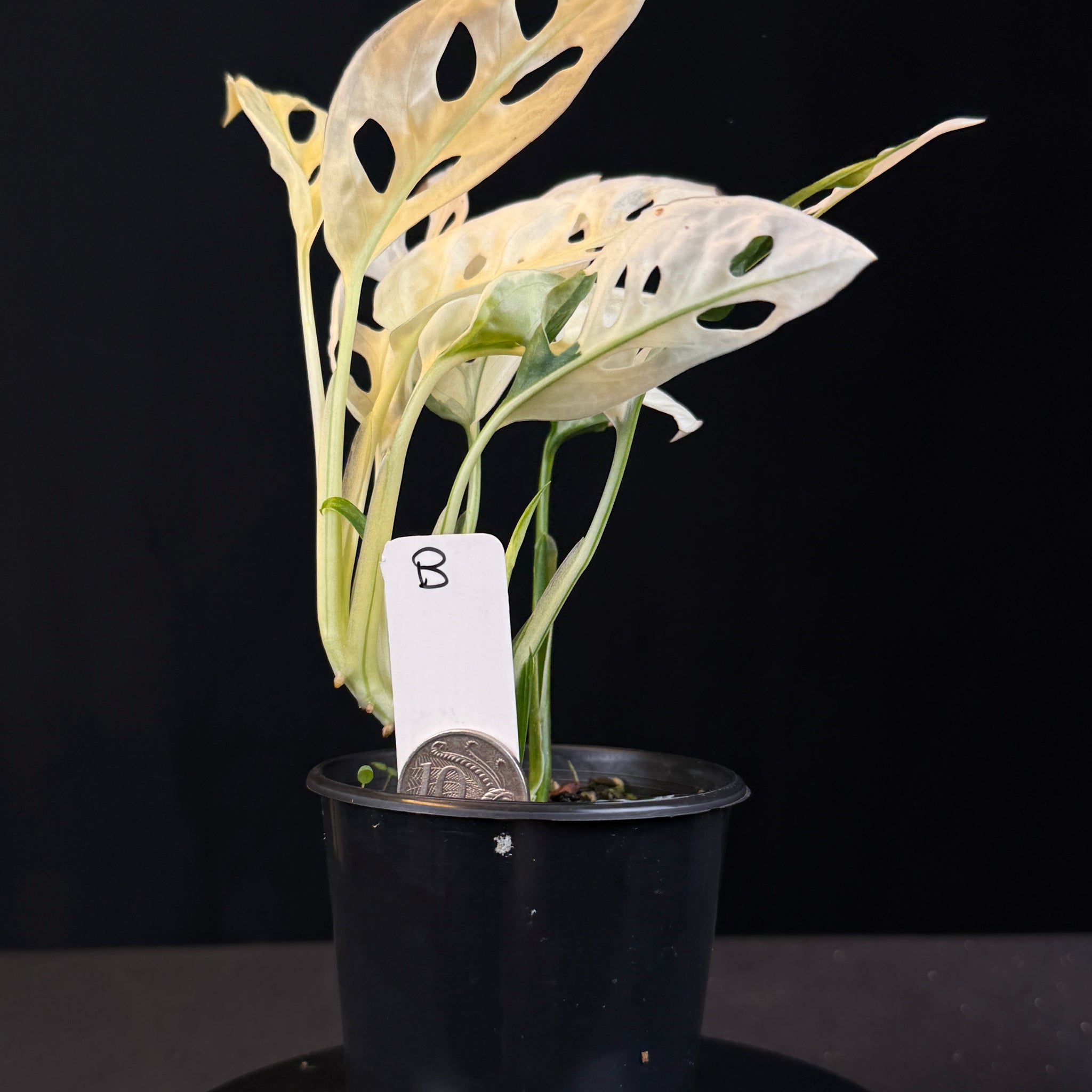 Monstera adansonii Variegated  (One Only)