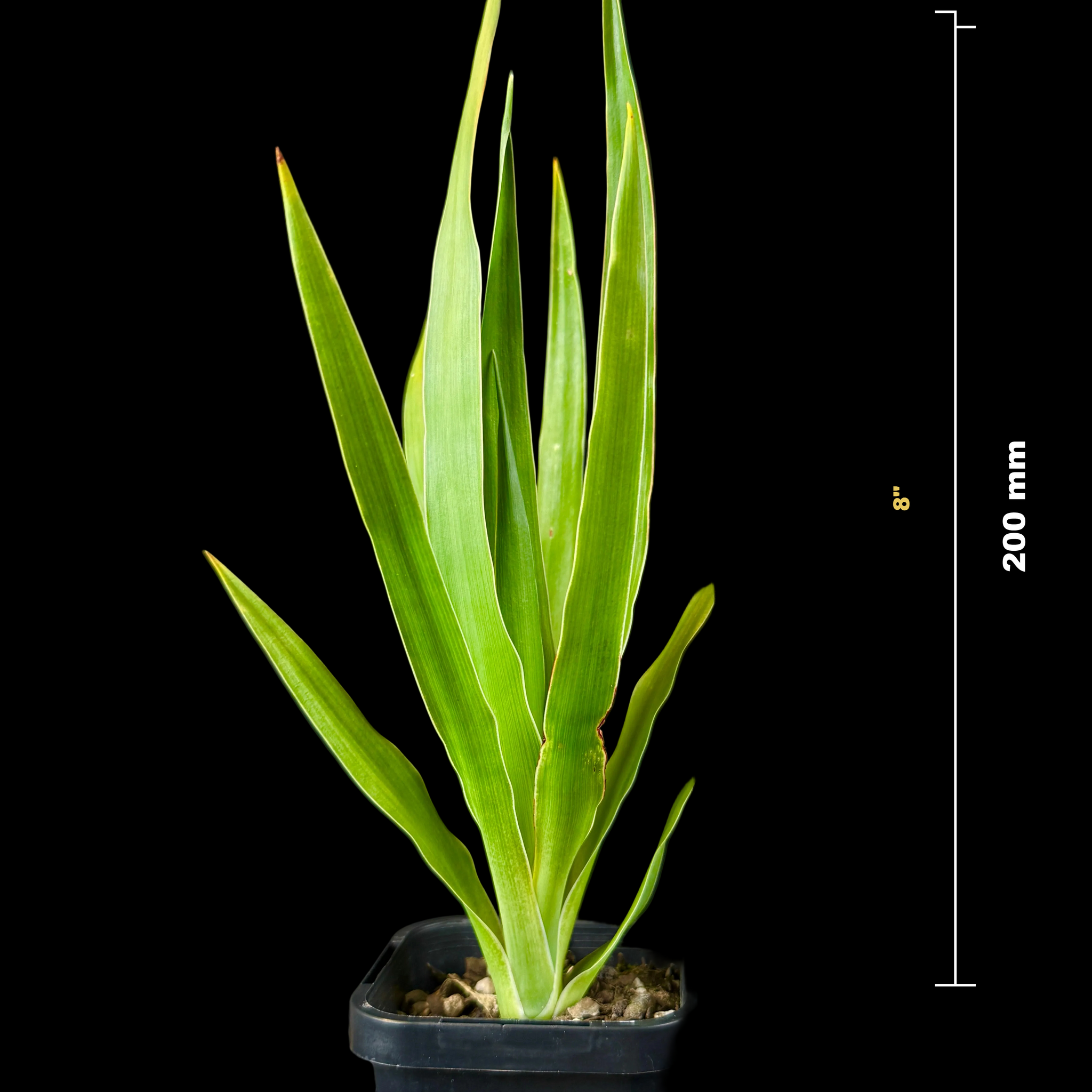 Dracaena draco – The Dragon Tree
