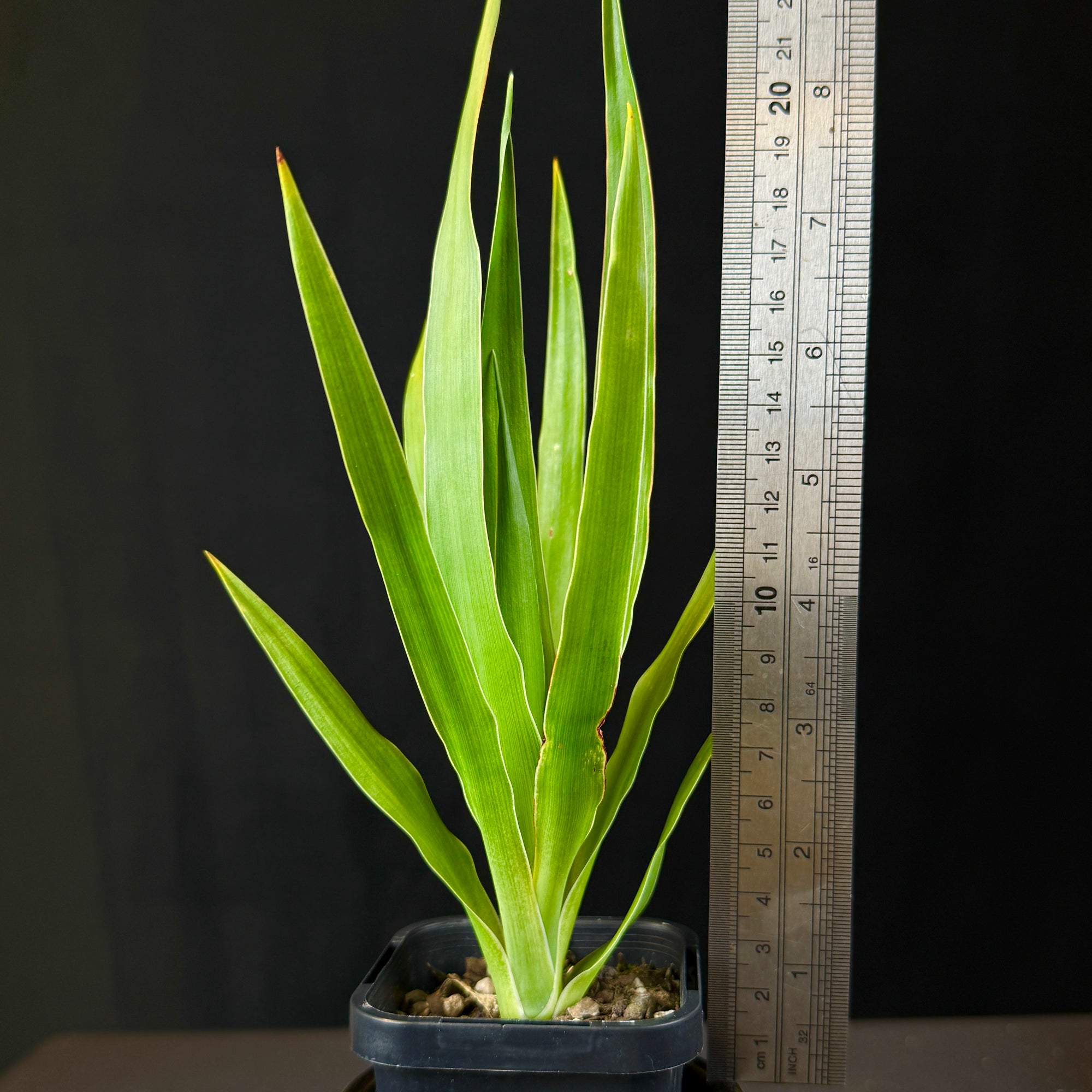 Dracaena draco – The Dragon Tree