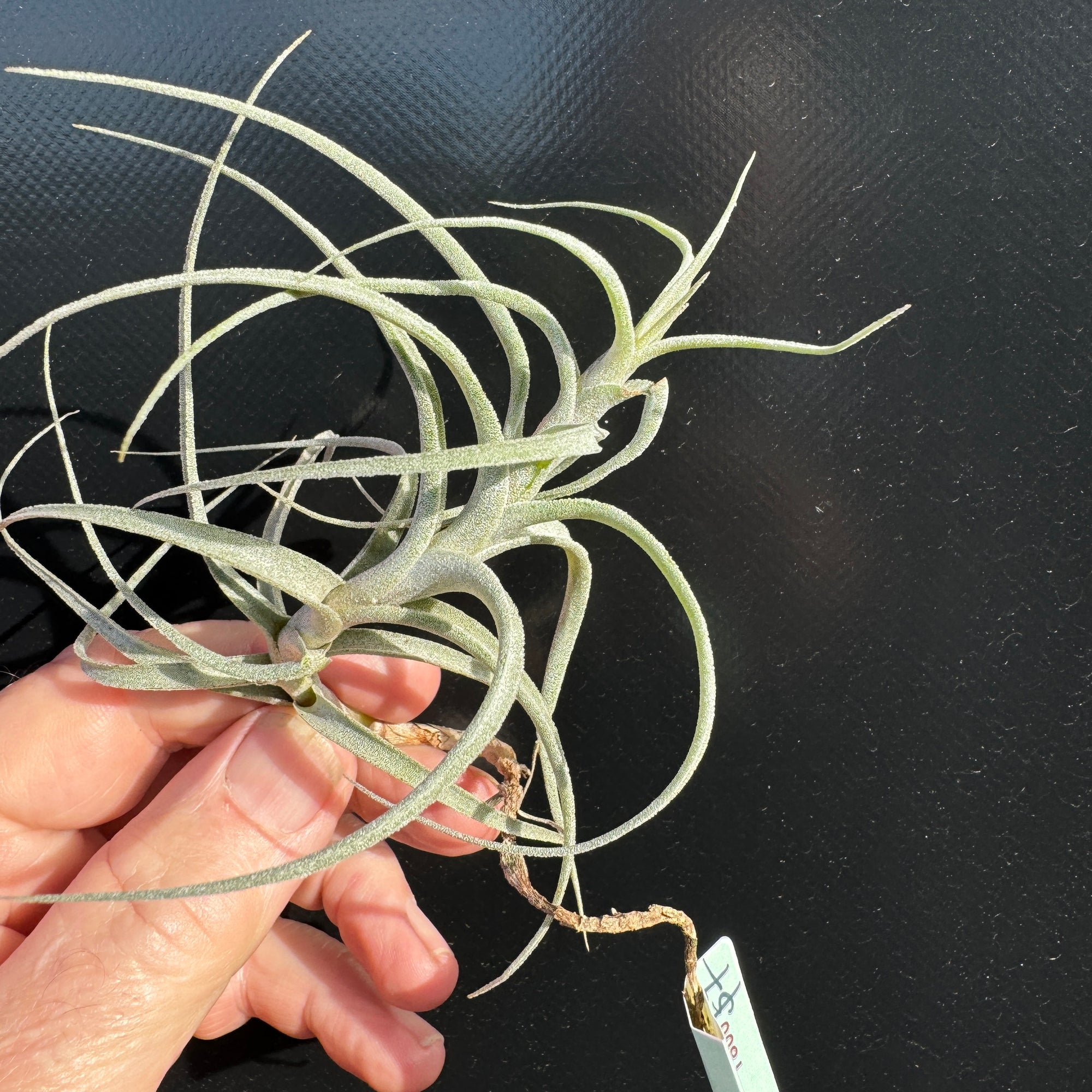 Tillandsia incarnata - The Blushing Air Plant