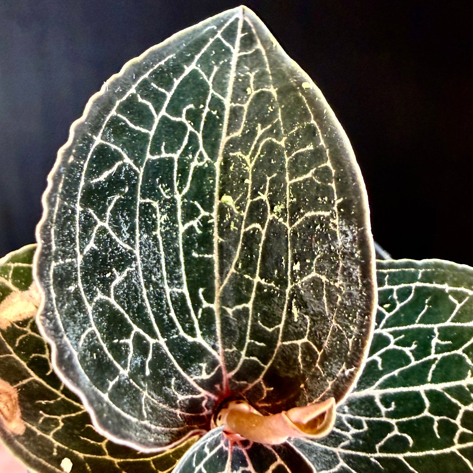 Anoectochilus 'Silver Silk'