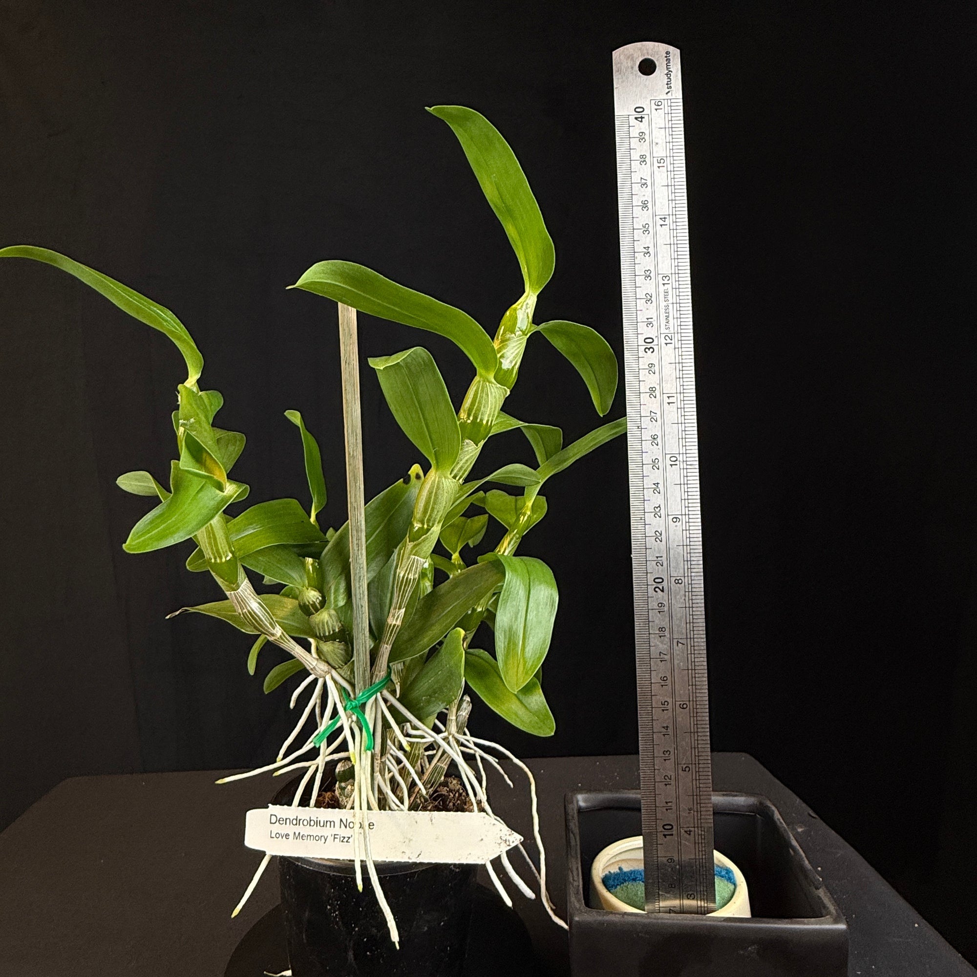 Dendrobium Softcane Love Memory ‘Fizz’