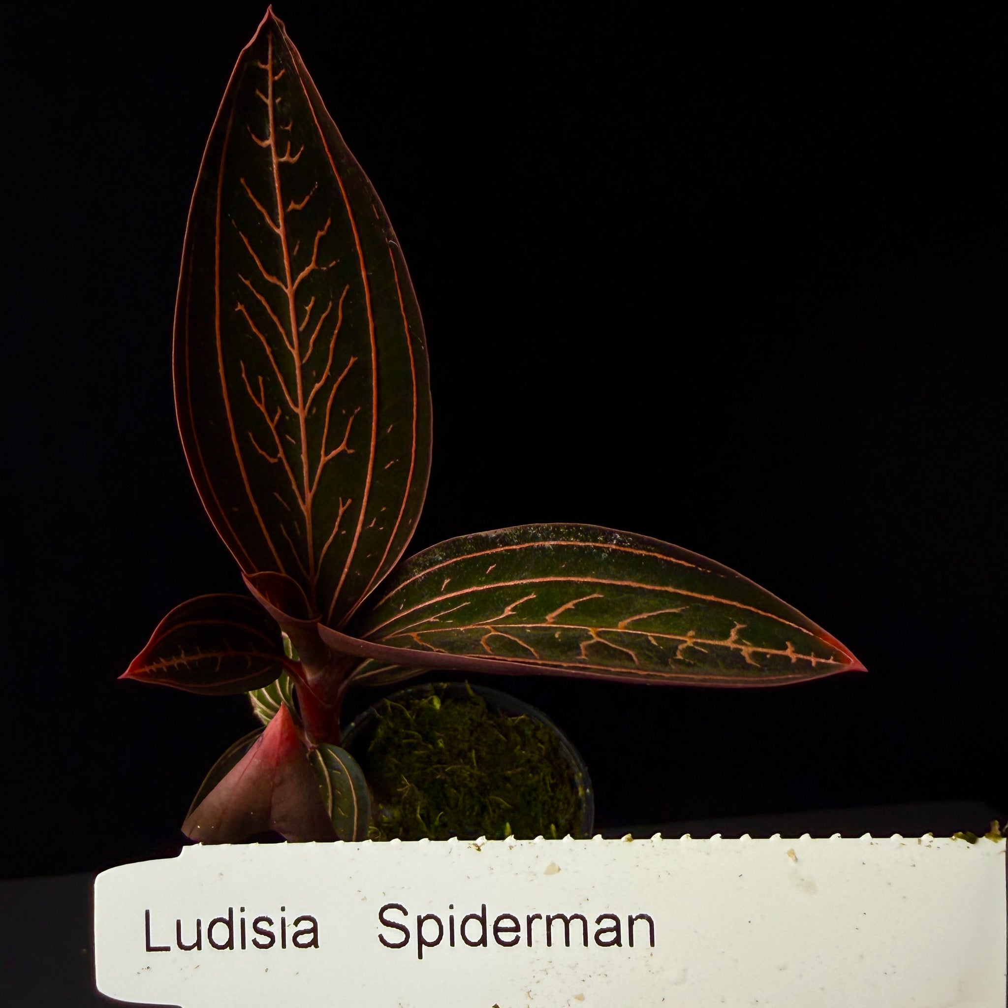 Ludisia discolor 'Spiderman'