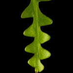 Selenicereus anthonyanus