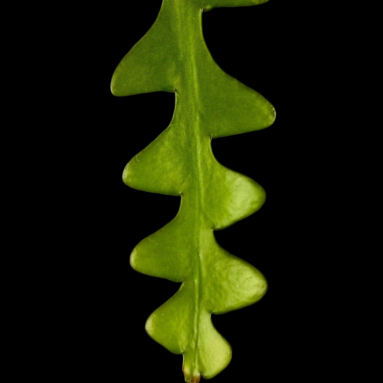 Selenicereus anthonyanus