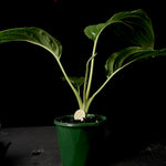 Tacca integrifolia 'The White Bat Flower'