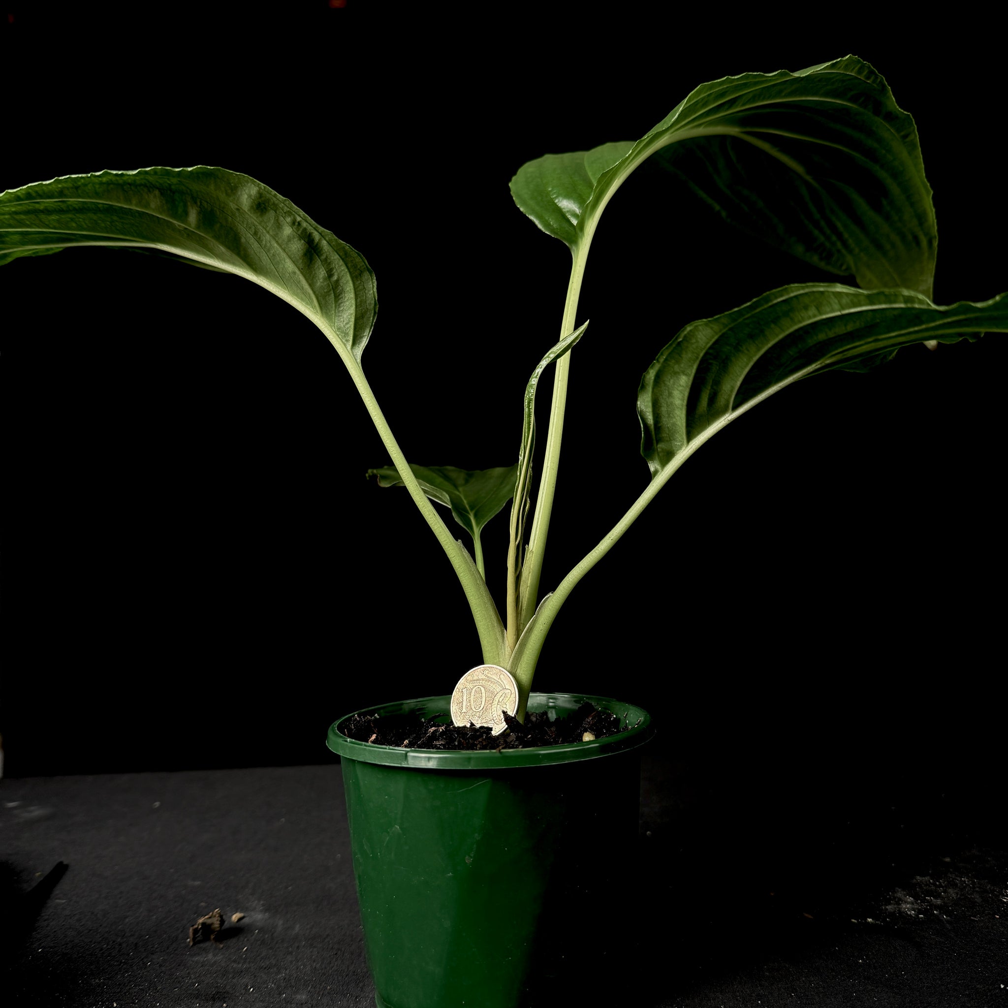 Tacca integrifolia 'The White Bat Flower'